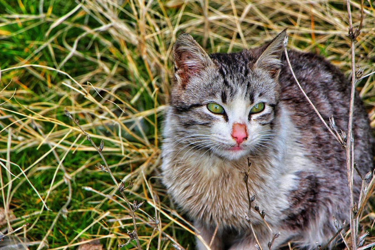 animal themes, domestic cat, mammal, one animal, domestic animals, cat, feline, whisker, pets, looking at camera, portrait, field, grass, focus on foreground, close-up, outdoors, day, relaxation, alertness, grassy