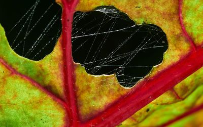 Full frame shot of multi colored spider web