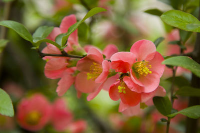 Close-up of red flowering plant