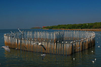 View of seagulls on wooden posts in sea against sky