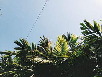 Low angle view of palm tree against sky