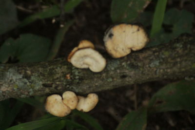 Close-up of moss on tree trunk