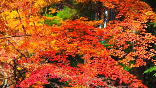 Orange leaves on tree trunk