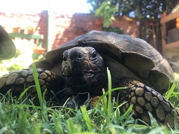 Close-up of turtle in field