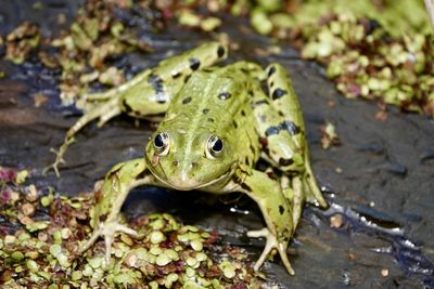 Close-up of frog on leaves