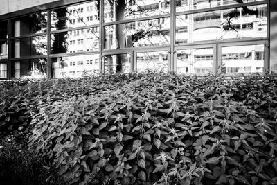 Stack of greenhouse