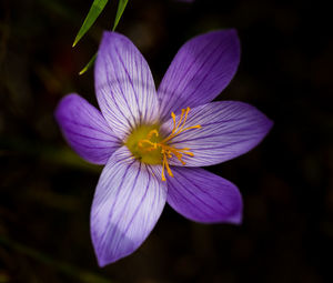 Close-up of purple flowering plant