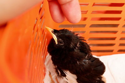 Close-up of a hand holding a bird