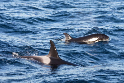 Whales swimming in sea