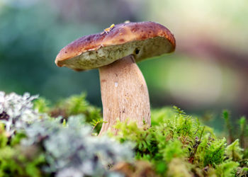 Close-up of mushroom growing on field