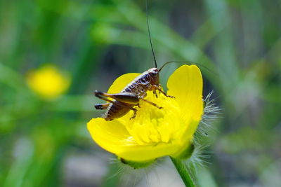 Close-up of bee pollinating on flower