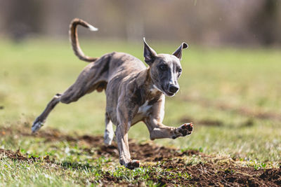 Dog running on field