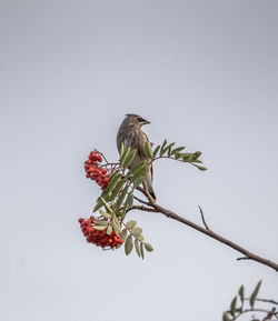 Low angle view of cedar waxwing perching on cherry tree against clear sky