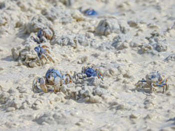 Close-up of crab on sand