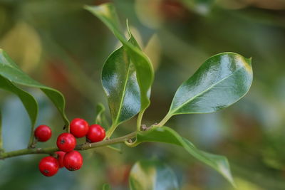 Close-up of red berries growing on tree