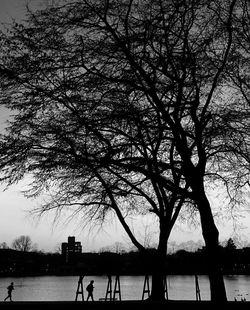 Bare trees against sky