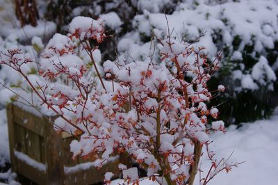 Close-up of fresh flower tree in snow