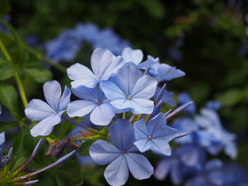 Close-up of fresh flowers