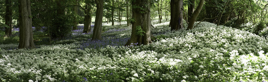 View of flowering plants in forest