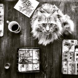 Portrait of cat on wooden floor