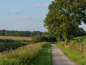 Road amidst trees on field against sky