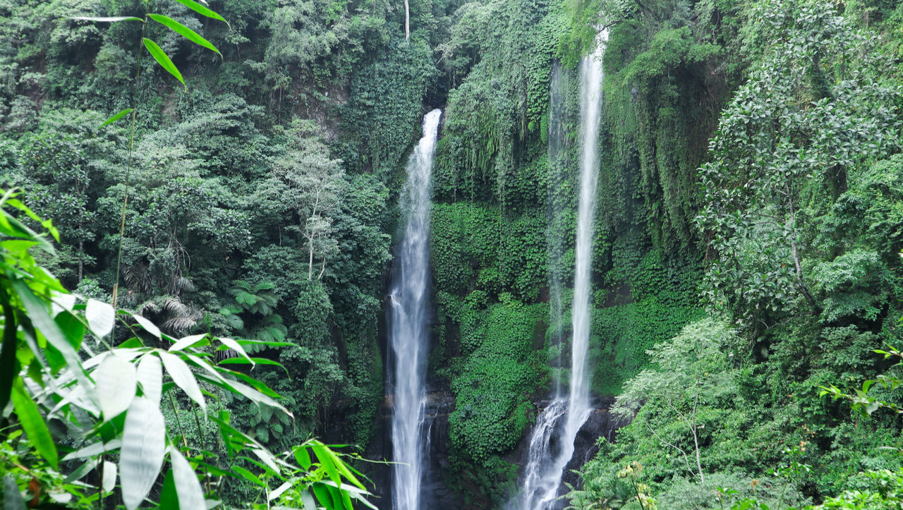 VIEW OF WATERFALL IN FOREST