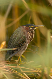 Close-up of bird perching on plant