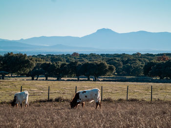 Horses in a field