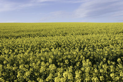 Scenic view of oilseed rape field against sky