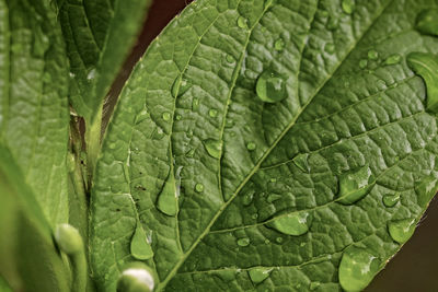 Close-up of wet leaves on plant during rainy season