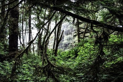 View of trees in forest