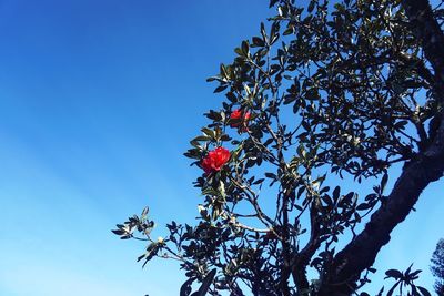 Low angle view of flowering tree against blue sky