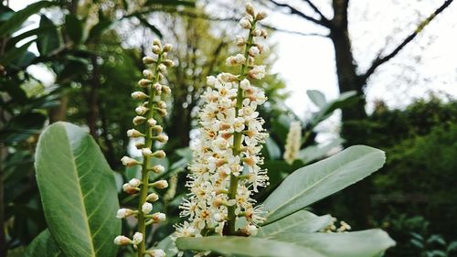 Close-up of white flowers