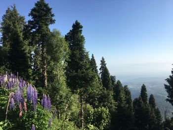 Scenic view of flowering plants and trees against sky