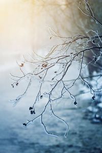 Low angle view of bare tree against sky