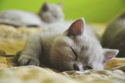 Close-up of cat sleeping