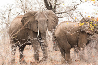 View of elephant and plants