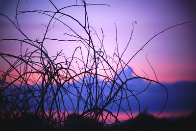 Low angle view of silhouette bare trees against sky during sunset