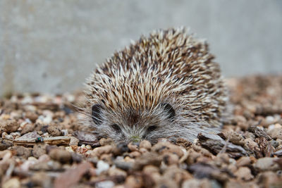 European hedgehog portrait