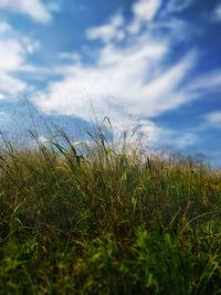 Grass growing on field against sky