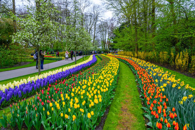 Scenic view of multi colored tulips in park