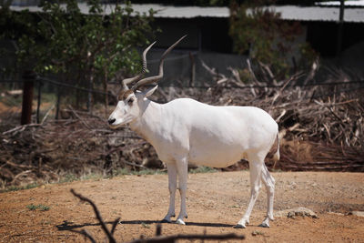 White horse standing in farm