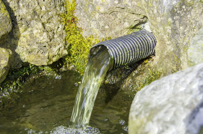 Close-up of snake on rock amidst water
