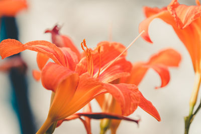 Orange lily flower heads at summer