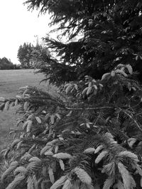 Close-up of tree on field against sky