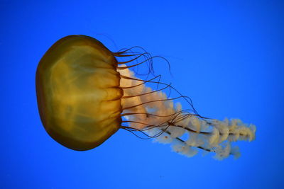 Jellyfish swimming