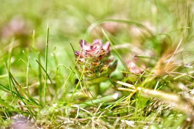 Close-up of honey bee on grass