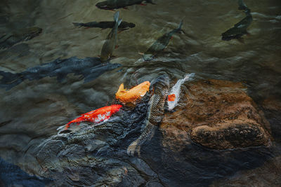 High angle view of koi carps swimming in lake