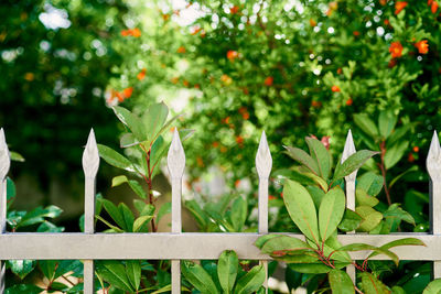 Close-up of fresh green leaves on plant