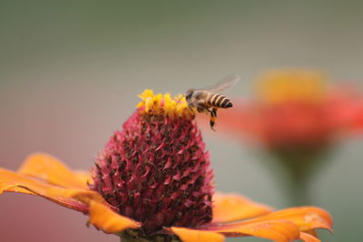 Close-up of bee pollinating on flower